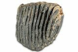 Palaeoloxodon (Mammoth Relative) Molar - Hungary #357030-4